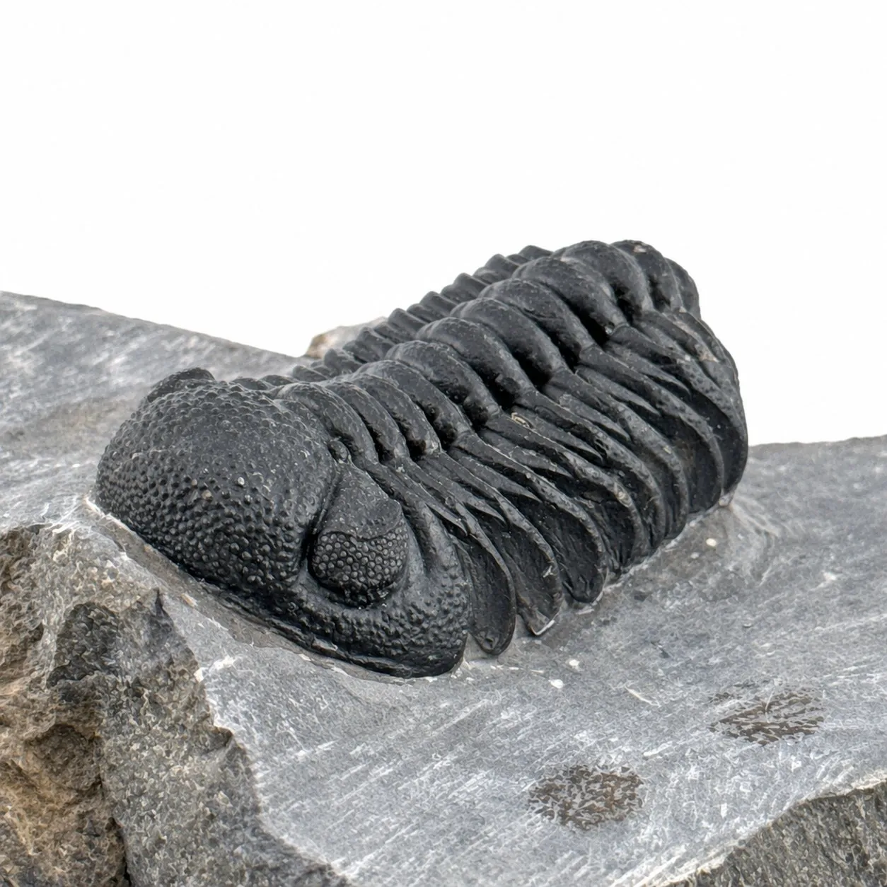 Fósil de Trilobite Phacops 10 x 8 cm