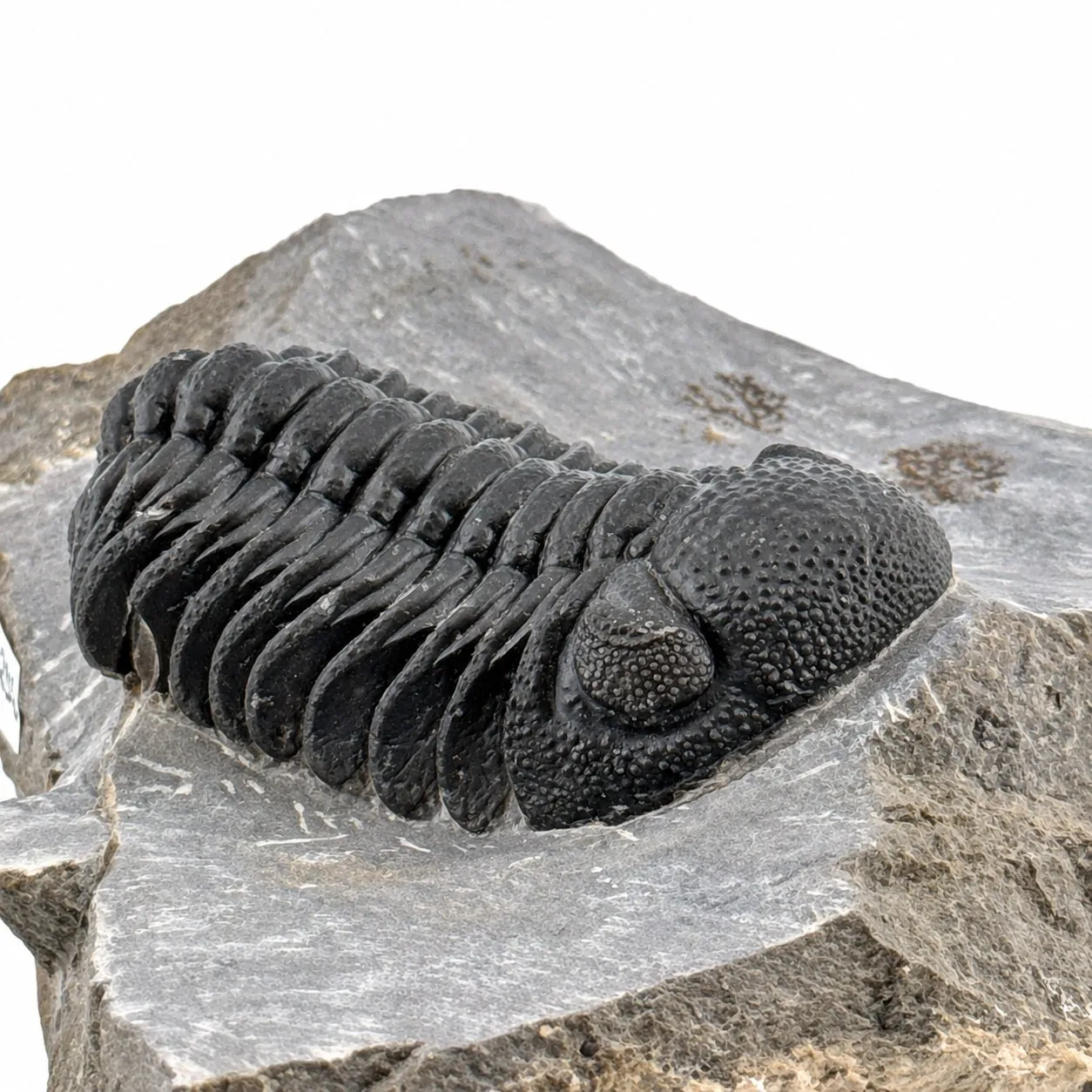 Fósil de Trilobite Phacops 10 x 8 cm