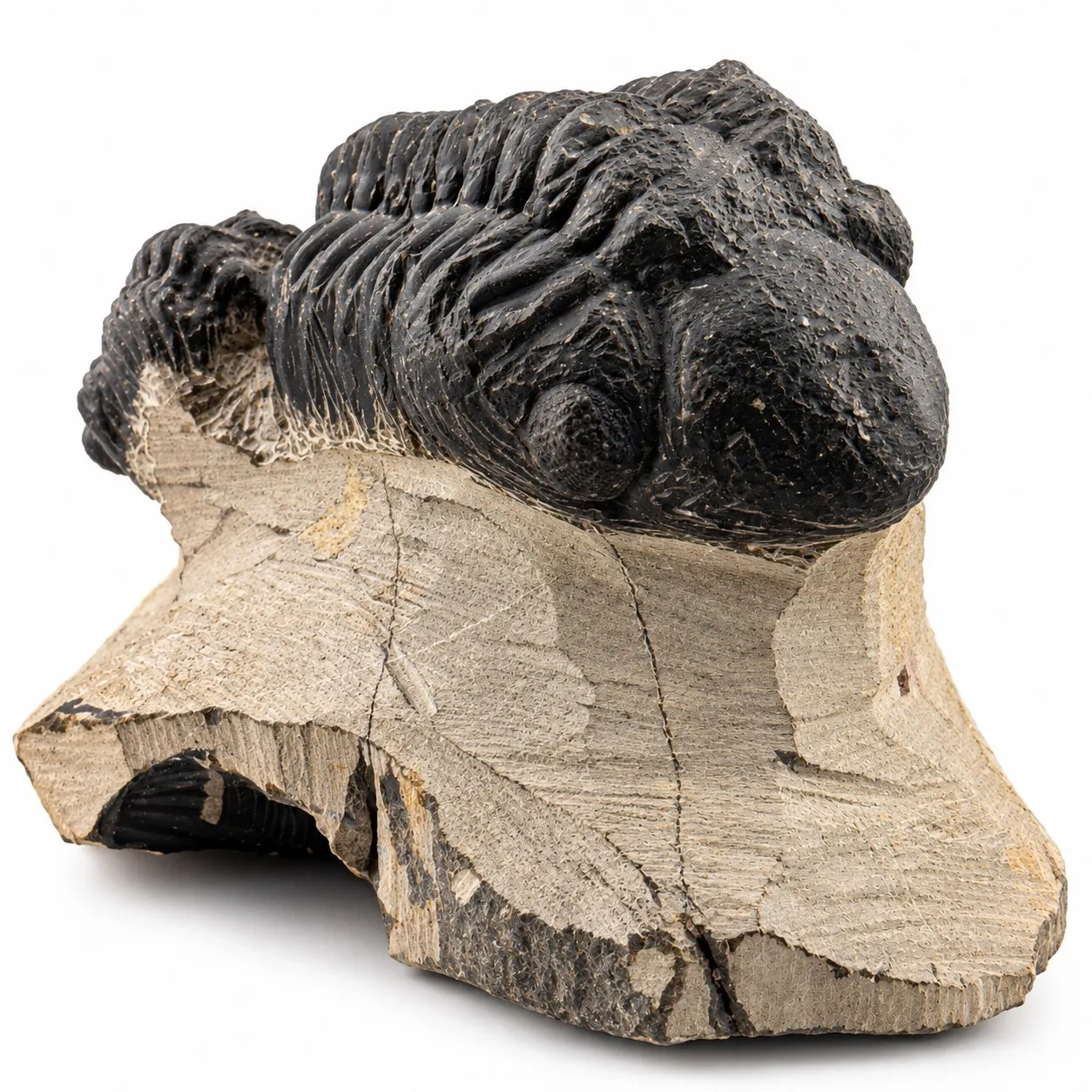 Fósil de Trilobite Reedops 10cm