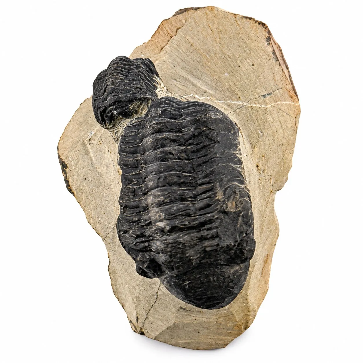Fósil de Trilobite Reedops 10cm