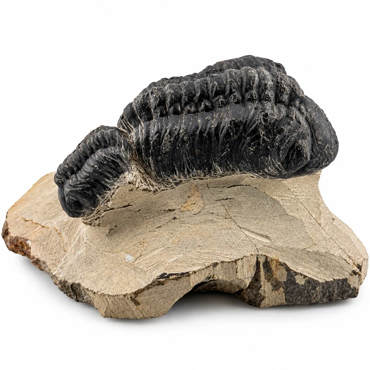 Fósil de Trilobite Reedops 10cm