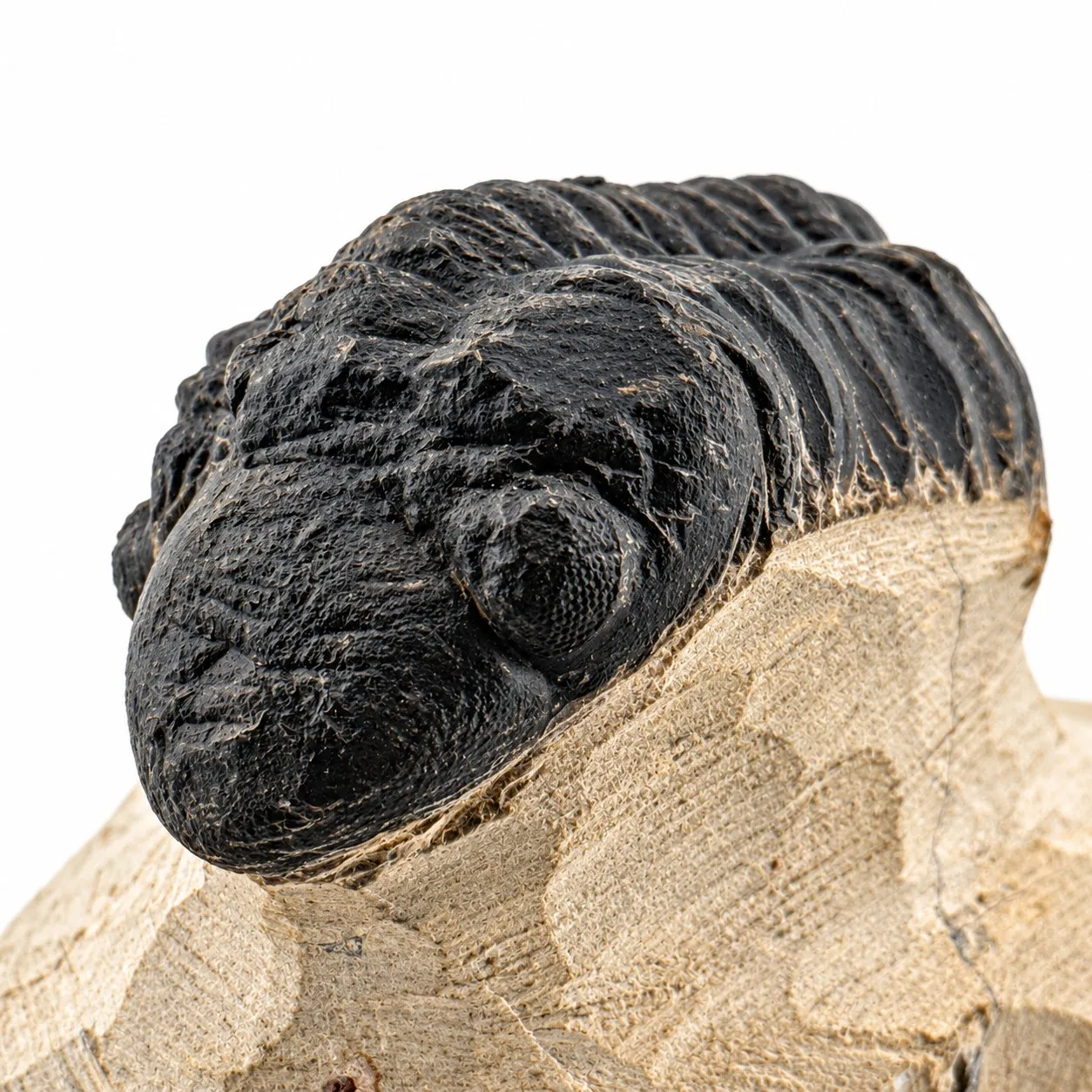 Fósil de Trilobite Reedops 10cm
