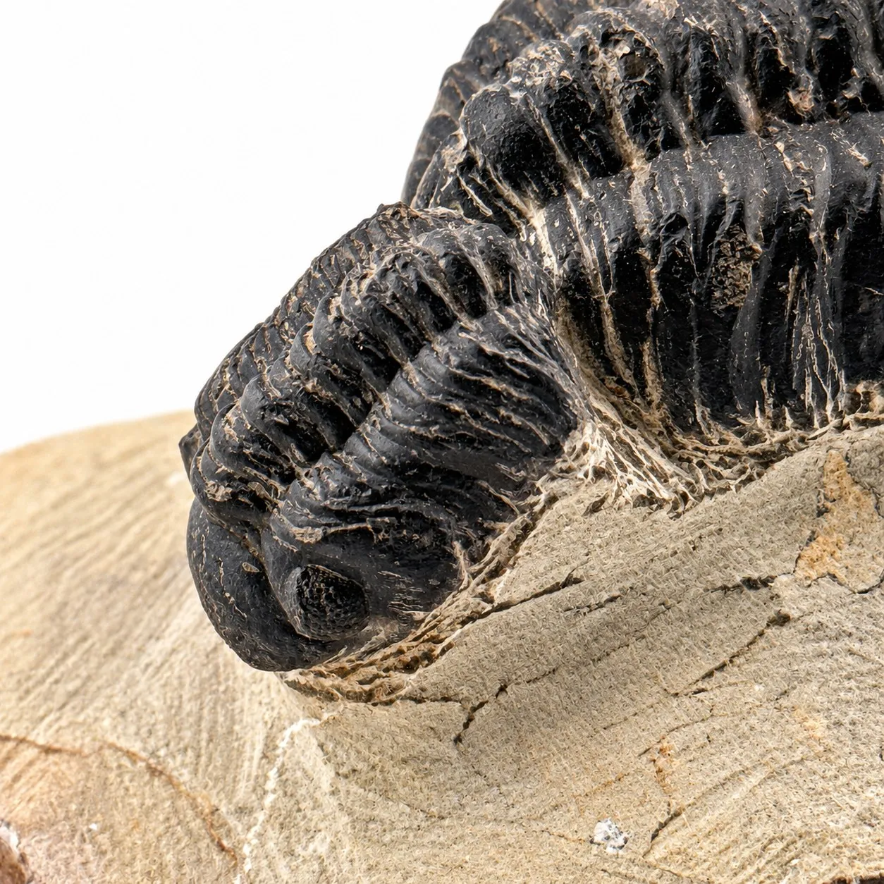 Fósil de Trilobite Reedops 10cm