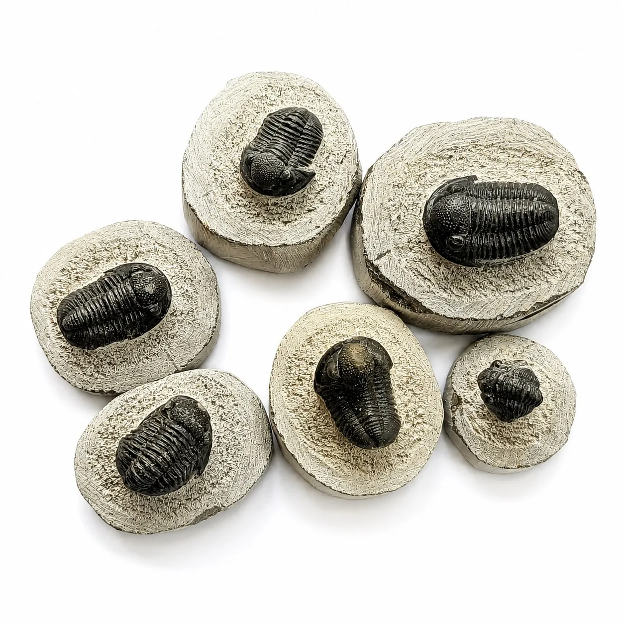 Trilobites