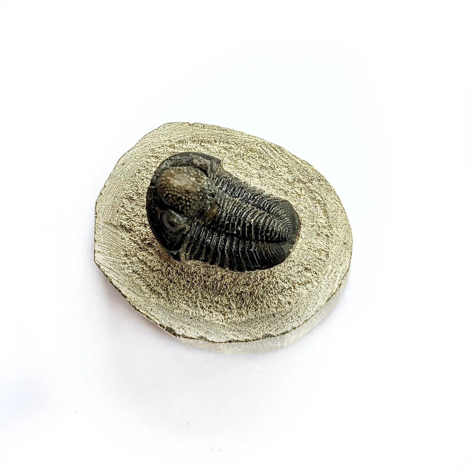Fósil de Trilobite