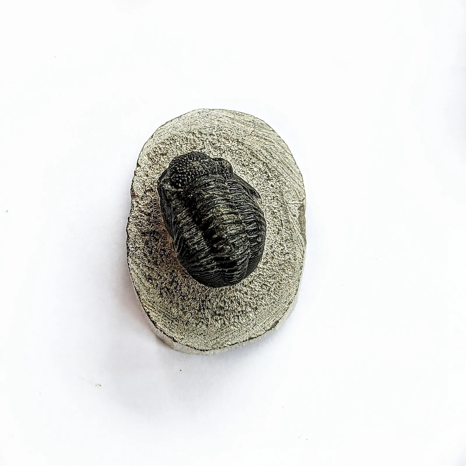 Fósil de Trilobite