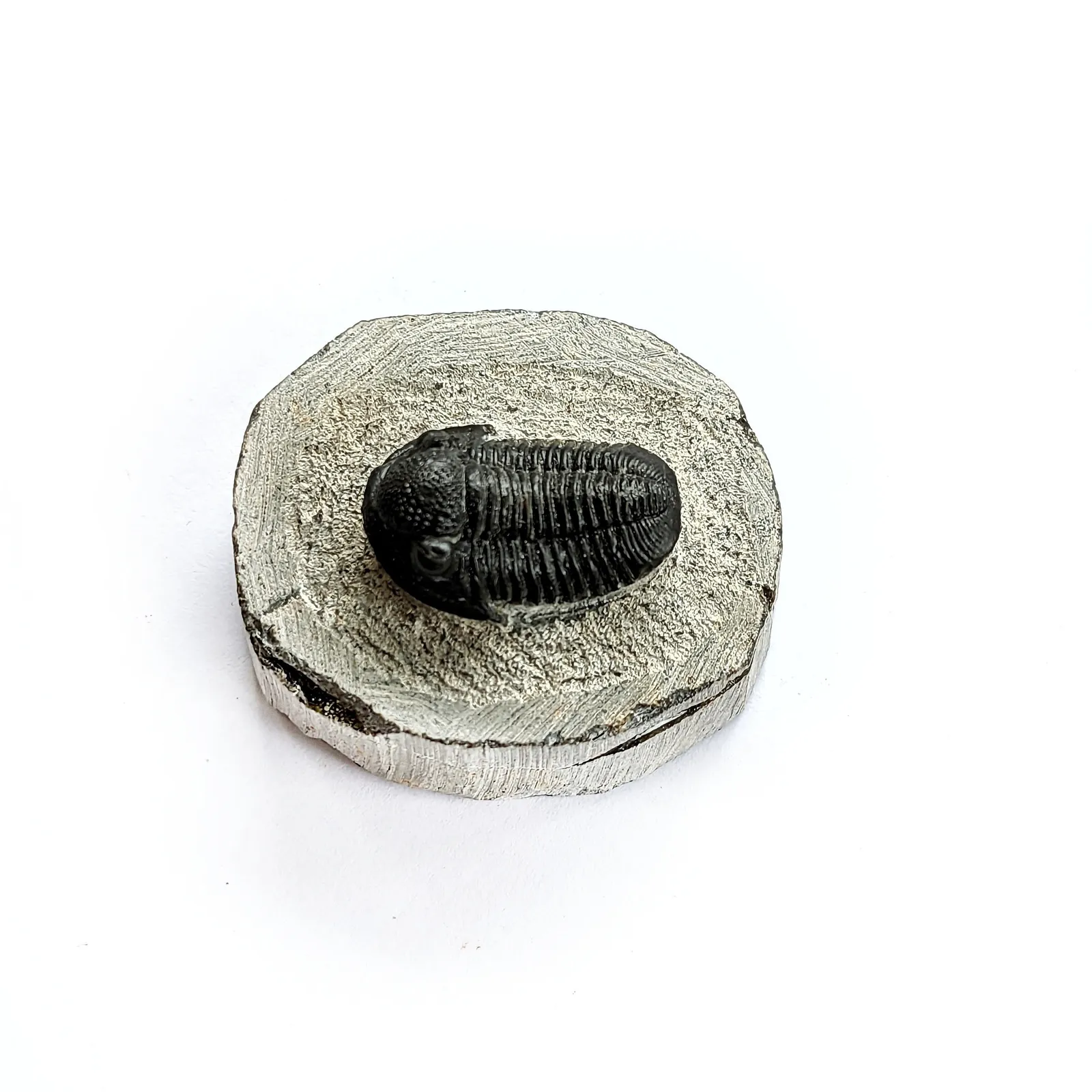 Fósil de Trilobite