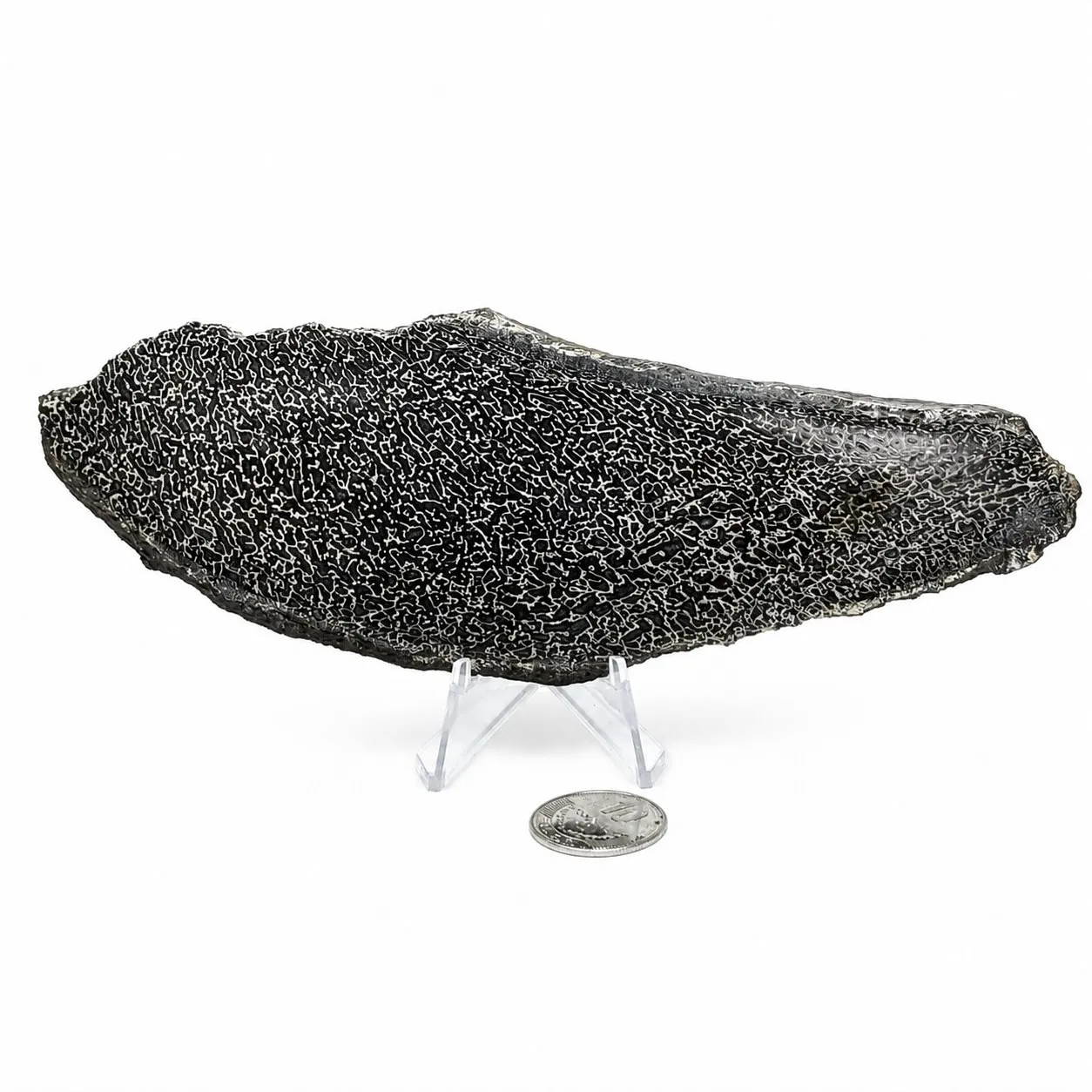 Hueso fósil de Sauropodo 19 cm