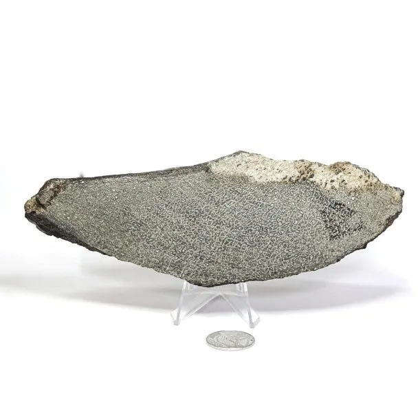 Hueso fósil de Sauropodo 19 cm