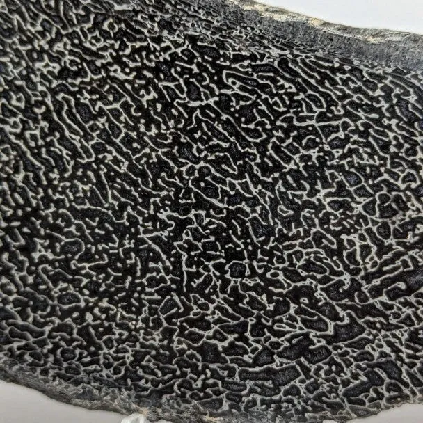 Hueso fósil de Sauropodo 19 cm