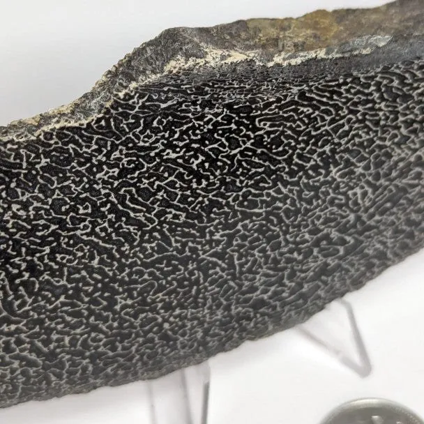 Hueso fósil de Sauropodo 19 cm
