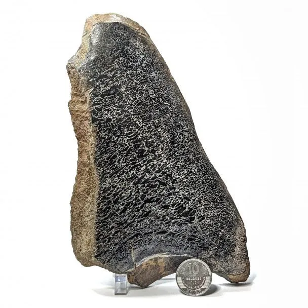 Hueso fósil de Sauropodo 20 cm