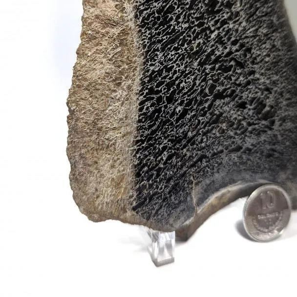 Hueso fósil de Sauropodo 20 cm
