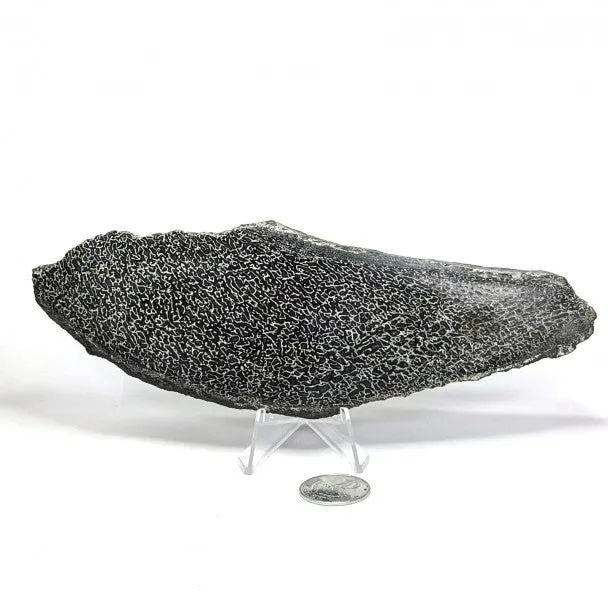 Hueso fósil de Sauropodo 20 cm