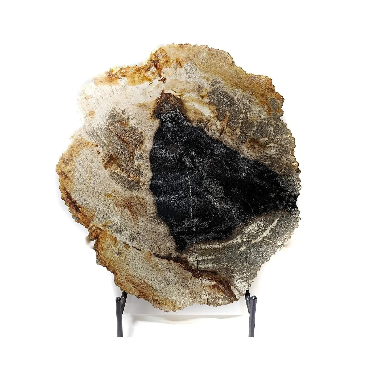 Madera Petrificada 22 X 20 Cm