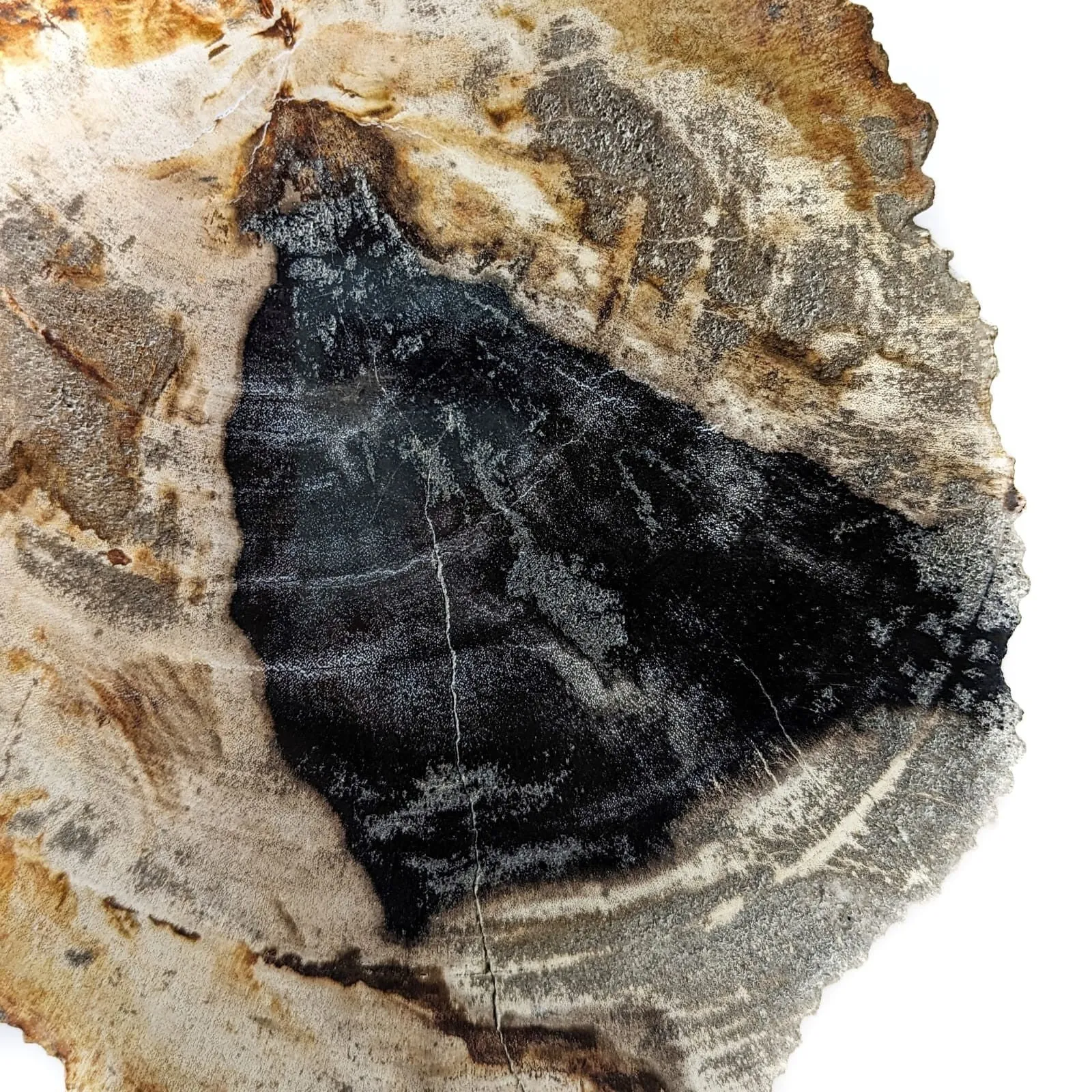 Madera Petrificada 22 X 20 Cm