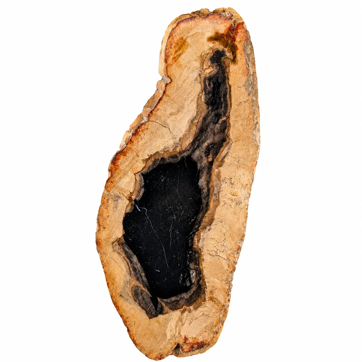 Madera petrificada Indonesia 10.5 x 25 cm