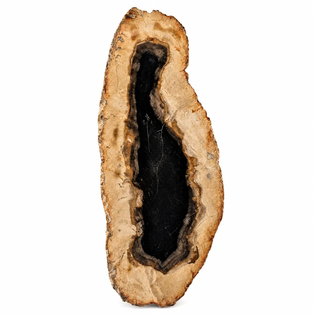 Madera petrificada Indonesia 10.5 x 25 cm