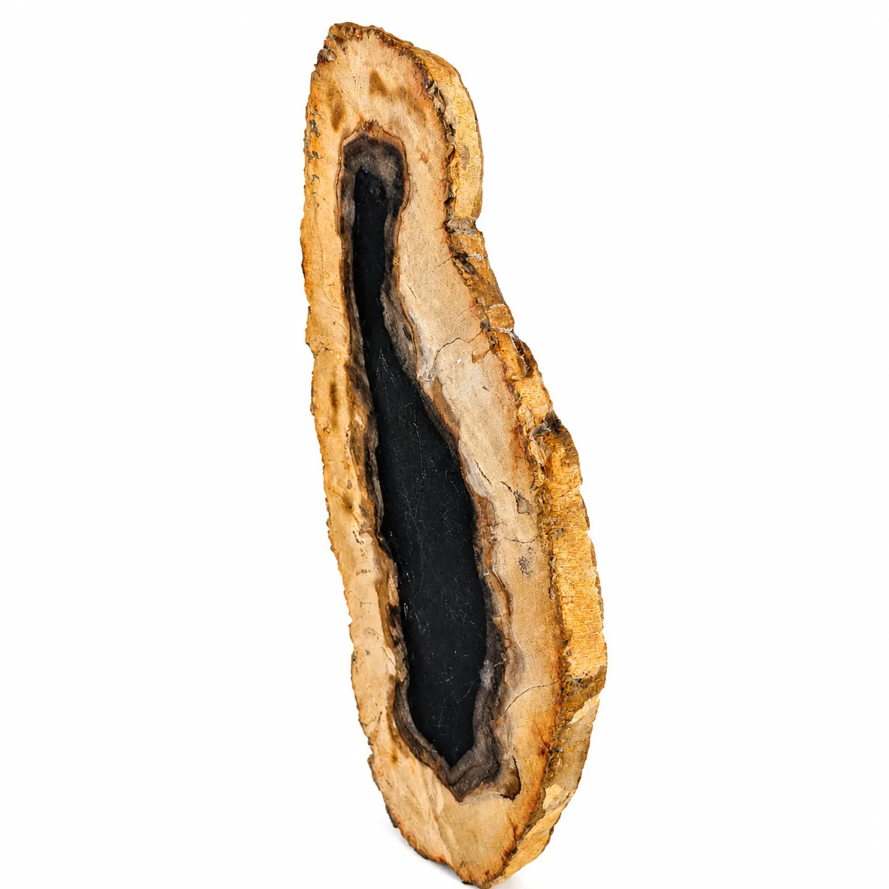 Madera petrificada Indonesia 10.5 x 25 cm