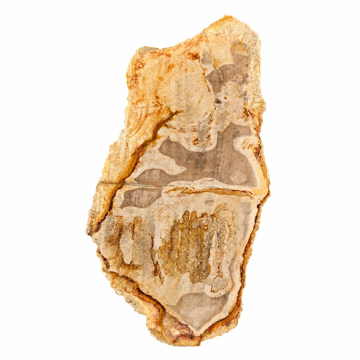 Madera petrificada Indonesia 22.5 x 12 cm