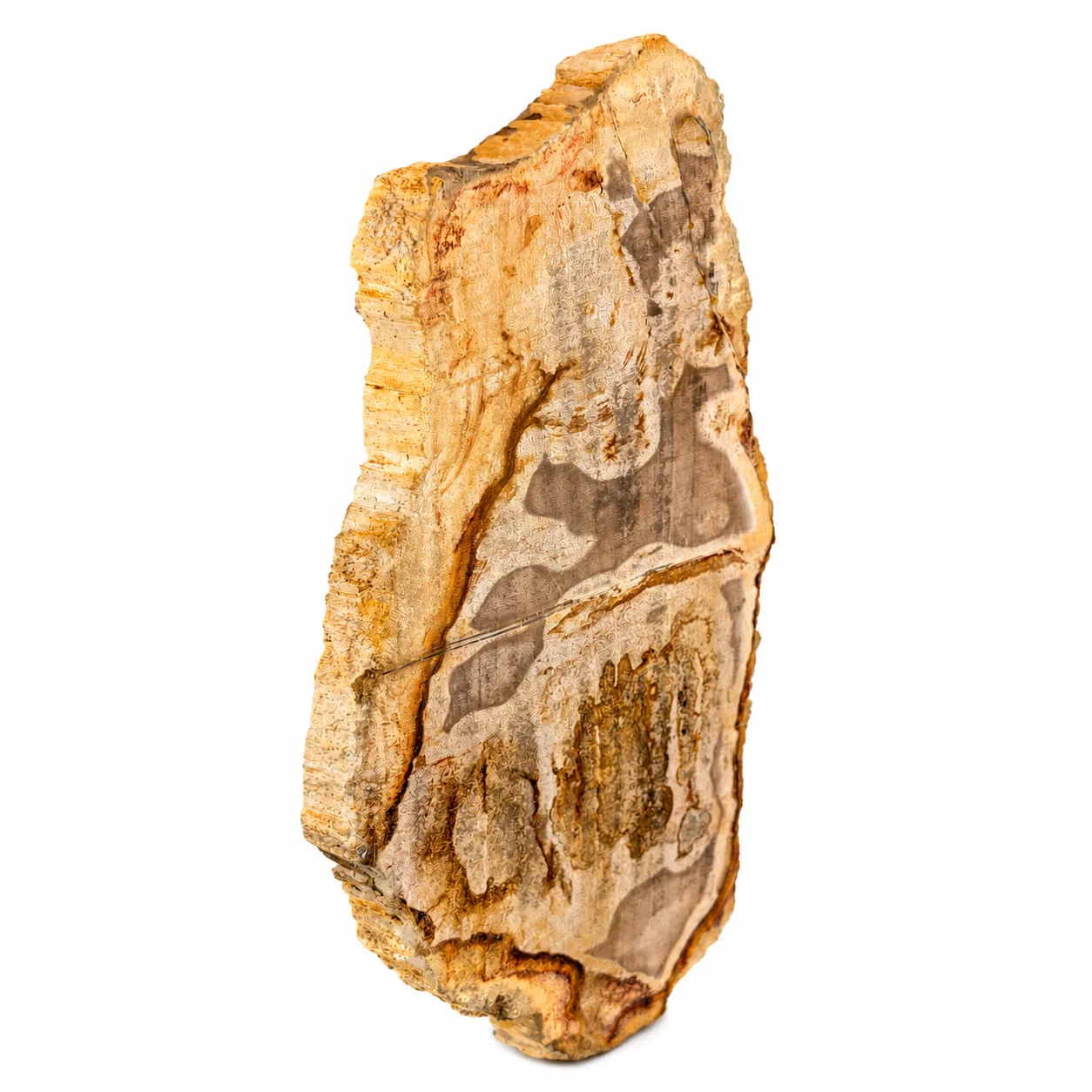 Madera petrificada Indonesia 22.5 x 12 cm