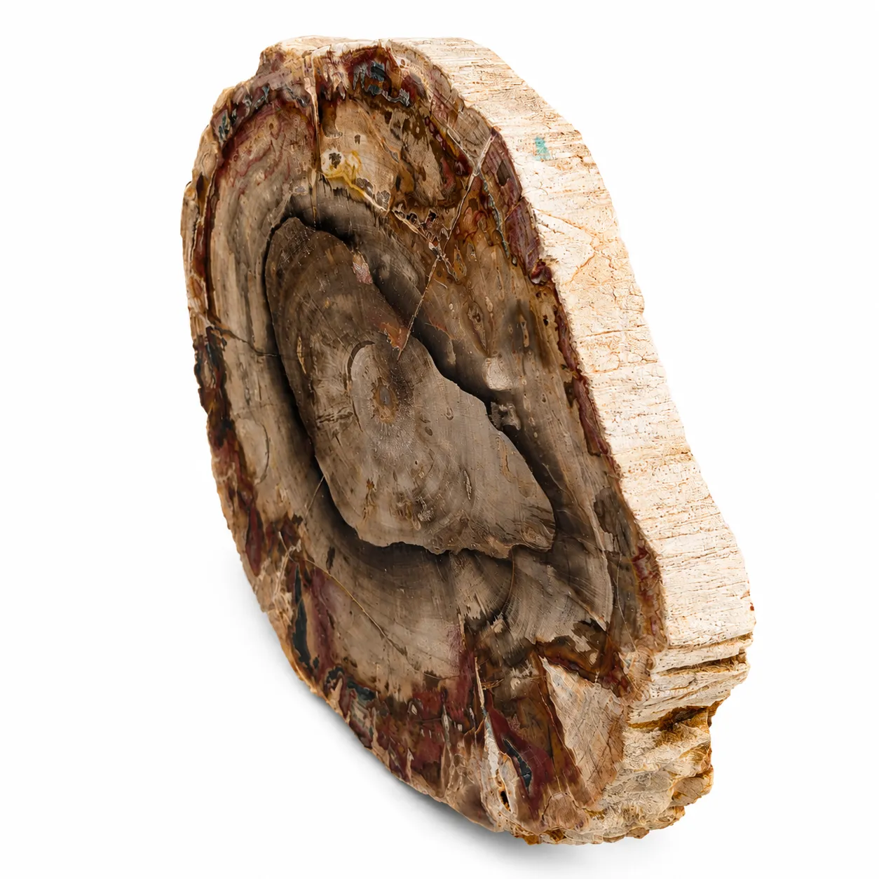Madera petrificada Madagascar 10 x 12 cm