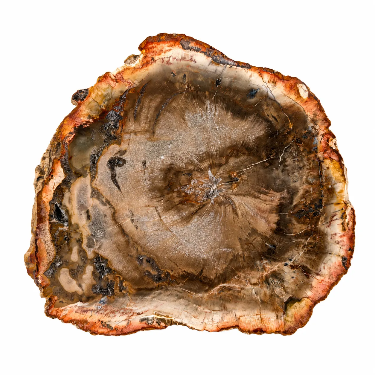 Madera petrificada Madagascar 11.5 x 12.5 cm