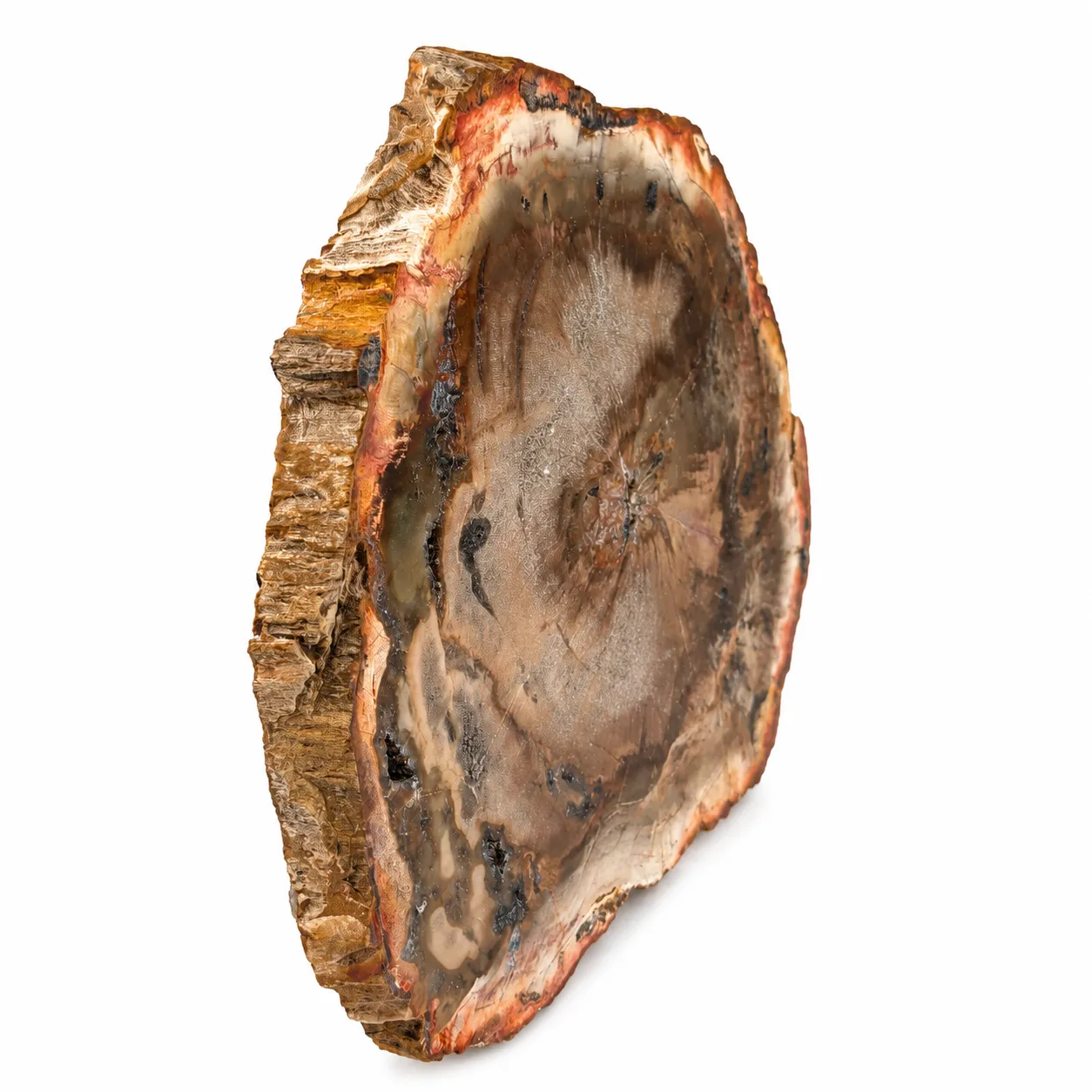 Madera petrificada Madagascar 11.5 x 12.5 cm