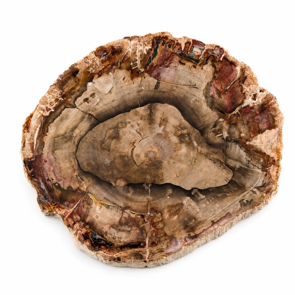 Madera petrificada Madagascar 11.5 x 9.5 cm