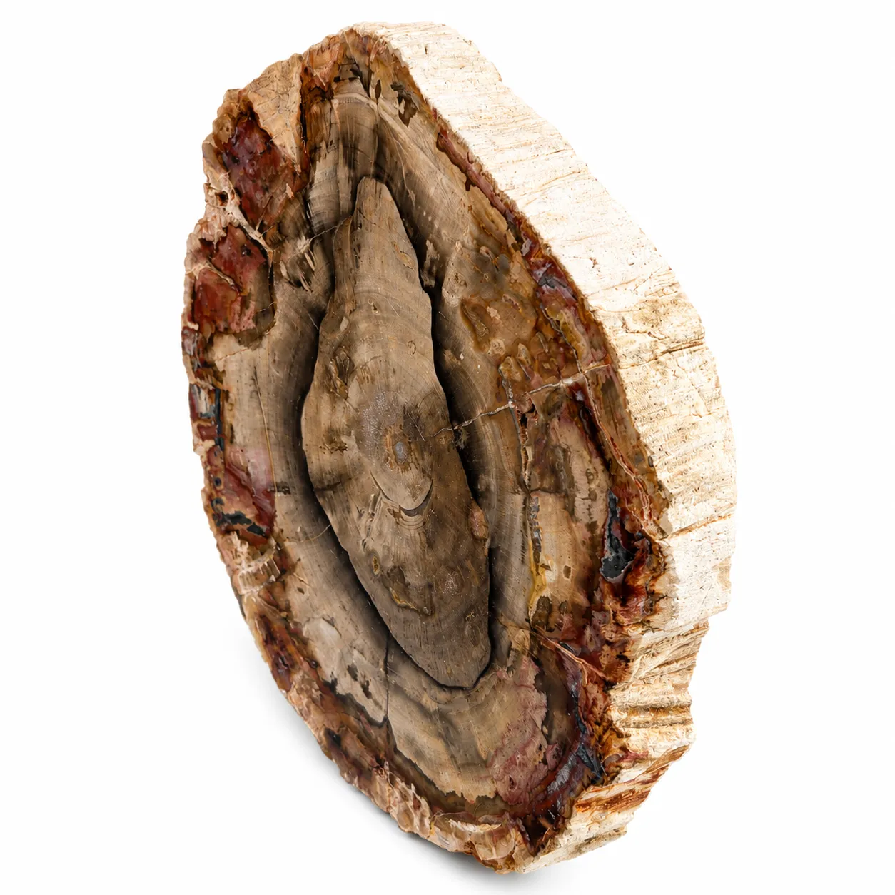 Madera petrificada Madagascar 11.5 x 9.5 cm