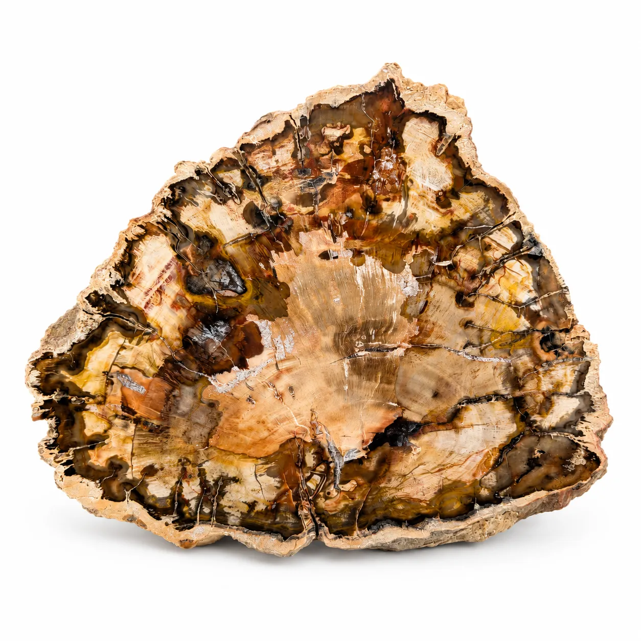 Madera petrificada Madagascar 11 x 12 cm