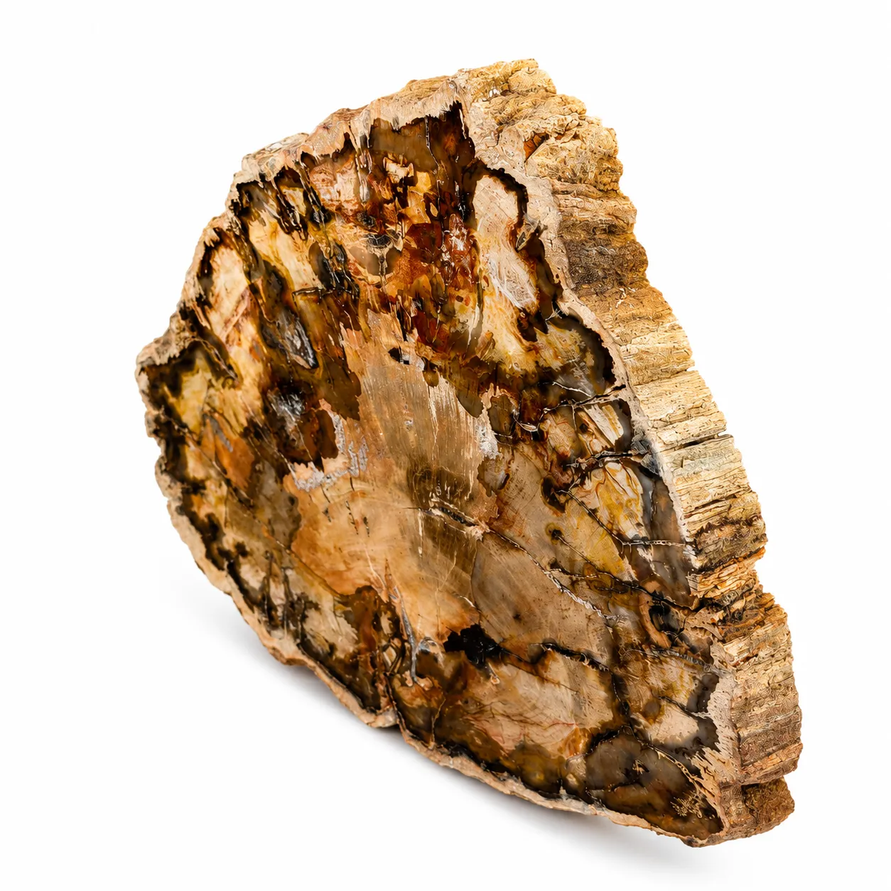 Madera petrificada Madagascar 11 x 12 cm