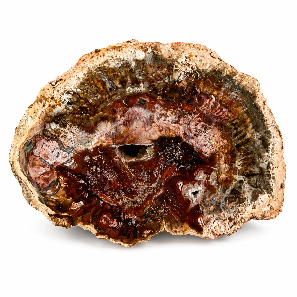 Madera petrificada Madagascar 15 x 11 cm