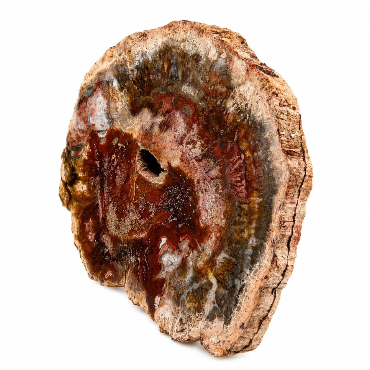 Madera petrificada Madagascar 15 x 11 cm