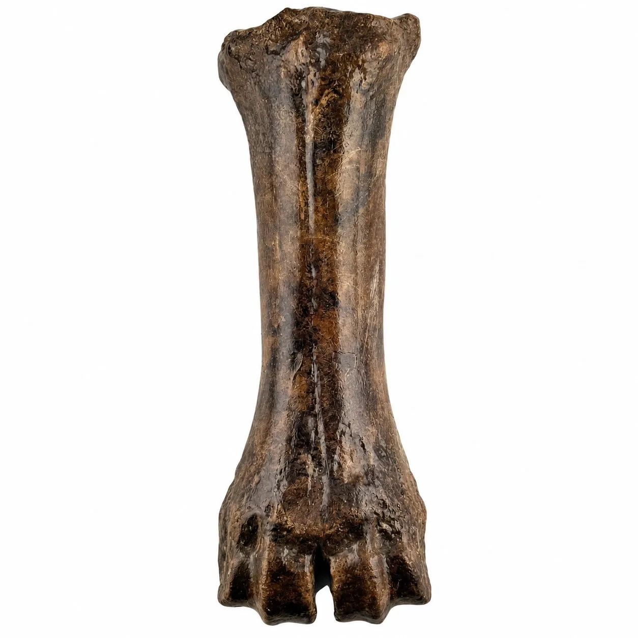 Metacarpo derecho (Bison antiquus) 20 x 6.5 cm