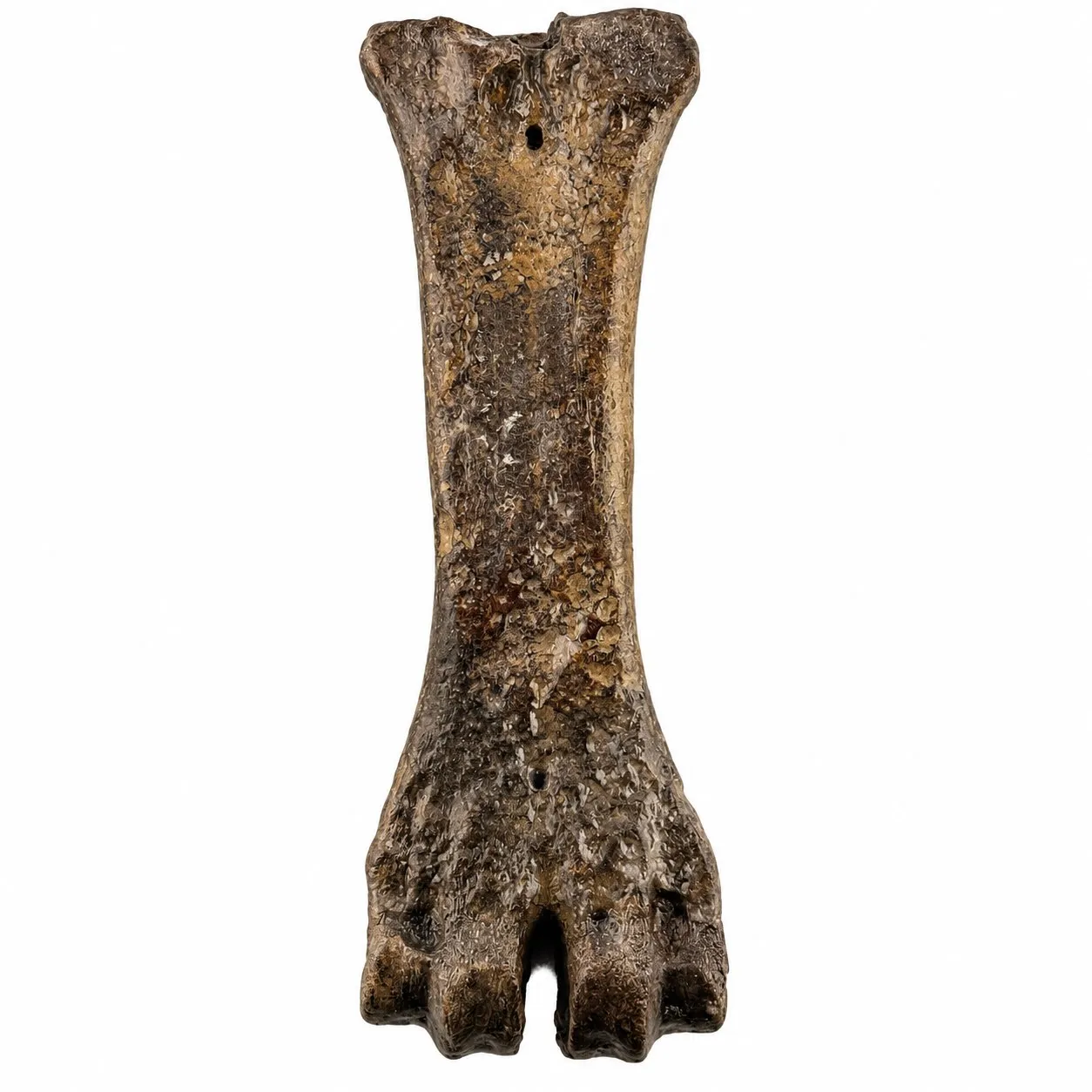 Metacarpo derecho (Bison antiquus) 20 x 6.5 cm