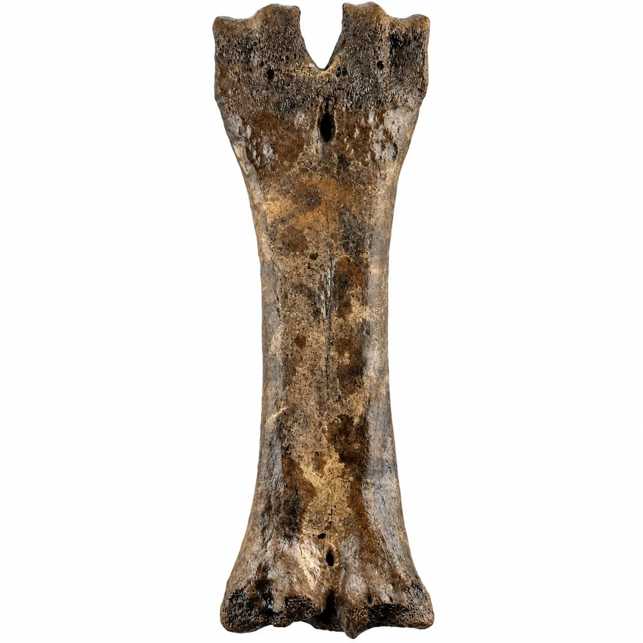 Metacarpo izquierdo (Bison antiquus) 20 x 7 cm
