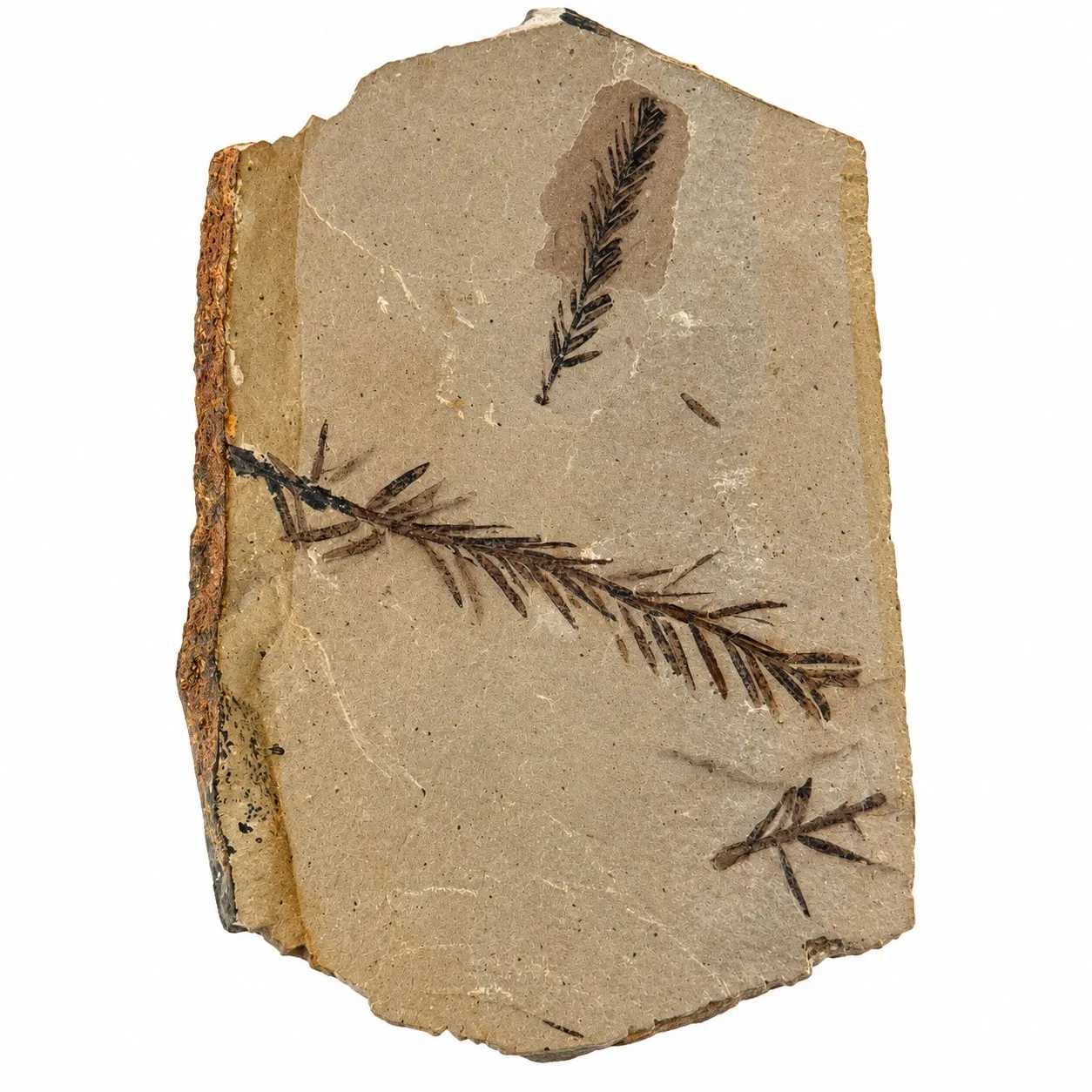 Metasequoia occidentalis en caliza 10.5 x 7 cm