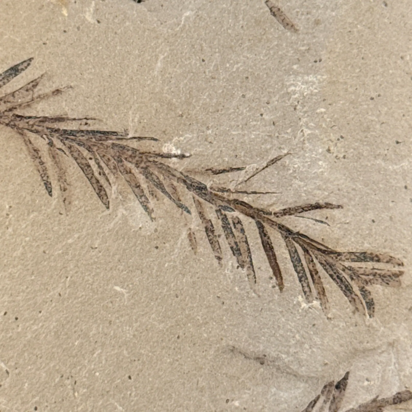 Metasequoia occidentalis en caliza 10.5 x 7 cm