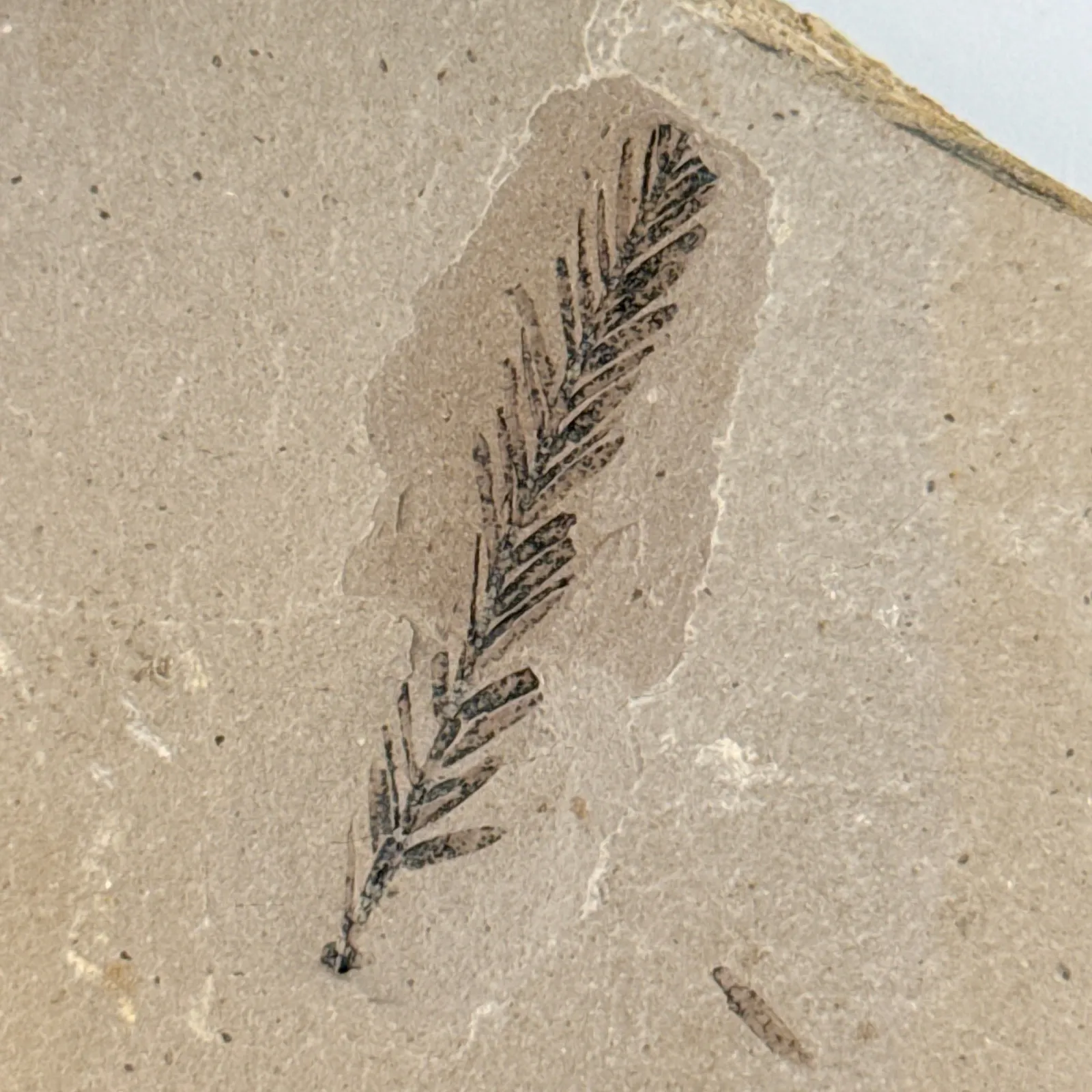 Metasequoia occidentalis en caliza 10.5 x 7 cm