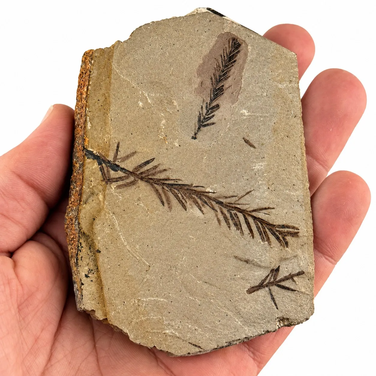 Metasequoia occidentalis en caliza 10.5 x 7 cm