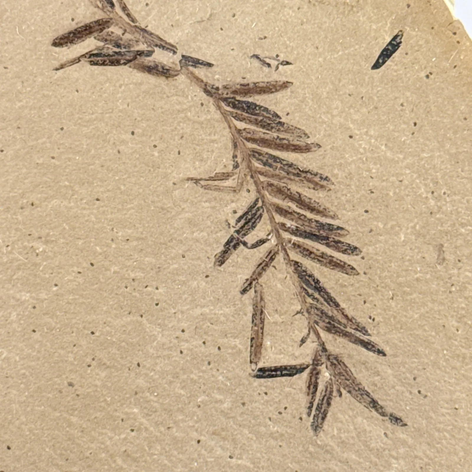 Metasequoia occidentalis en caliza 9.5 cm