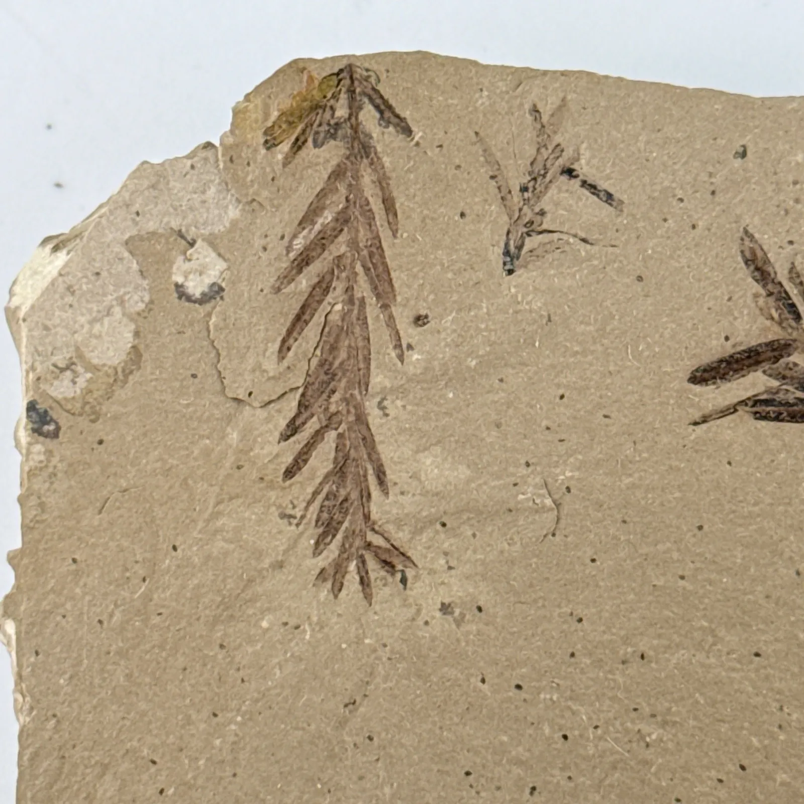 Metasequoia occidentalis en caliza 9.5 cm