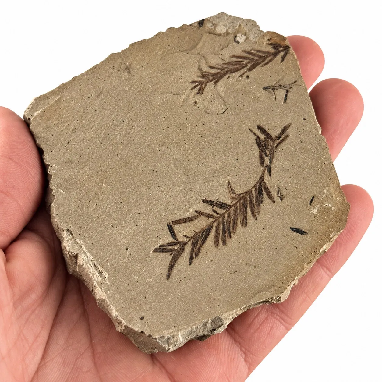 Metasequoia occidentalis en caliza 9.5 cm
