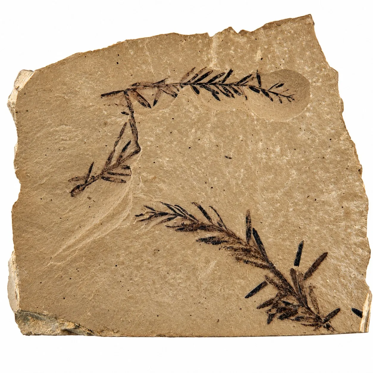 Metasequoia occidentalis en caliza 9.5 x 8 cm