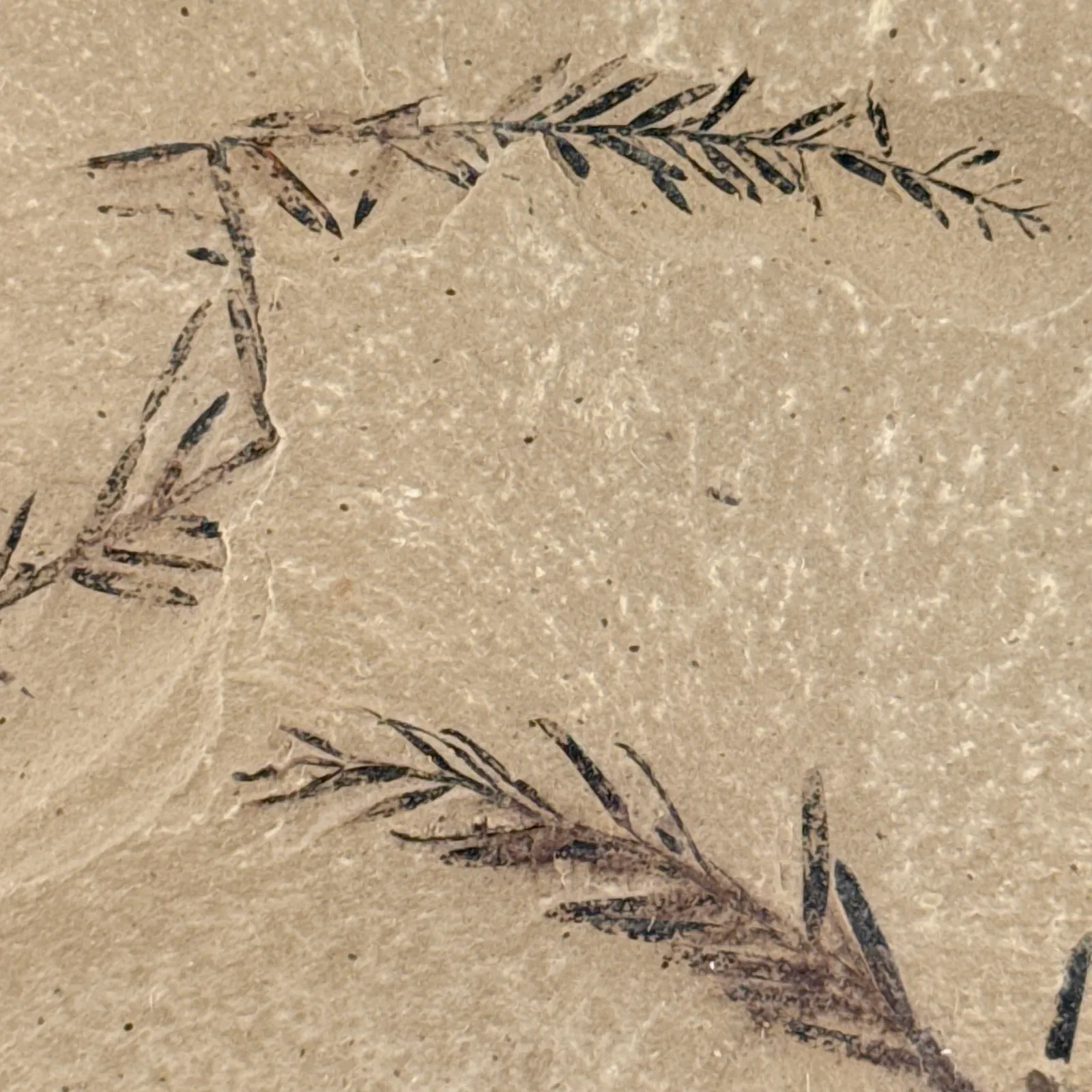 Metasequoia occidentalis en caliza 9.5 x 8 cm