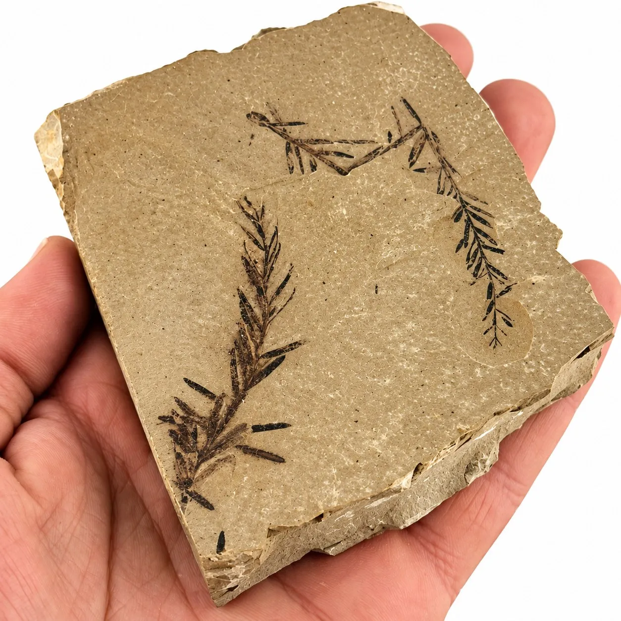 Metasequoia occidentalis en caliza 9.5 x 8 cm