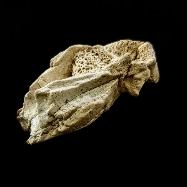 Metatarso De Pappocetus 7 X 4 Cm