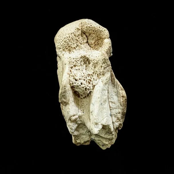 Metatarso De Pappocetus 7 X 4 Cm