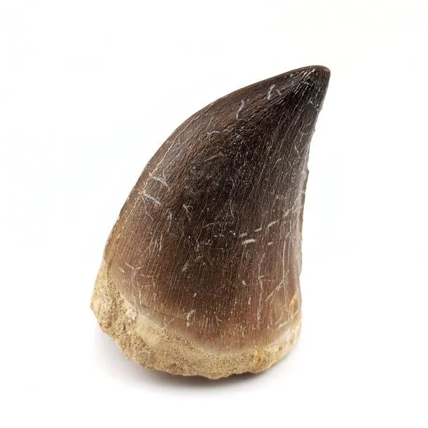 Mosasaurio Prognathodon 4.5 cm